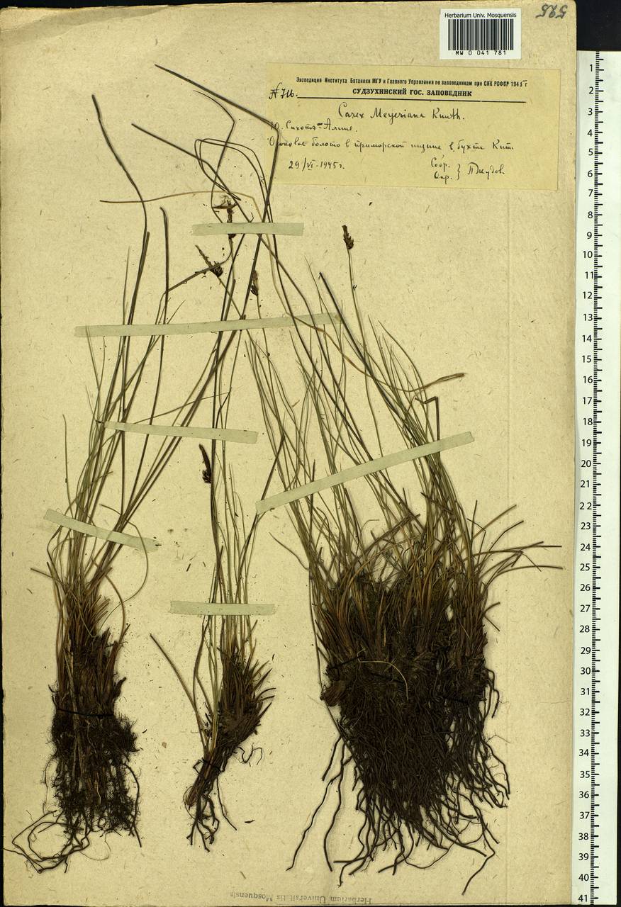 Carex meyeriana Kunth, Siberia, Russian Far East (S6) (Russia)