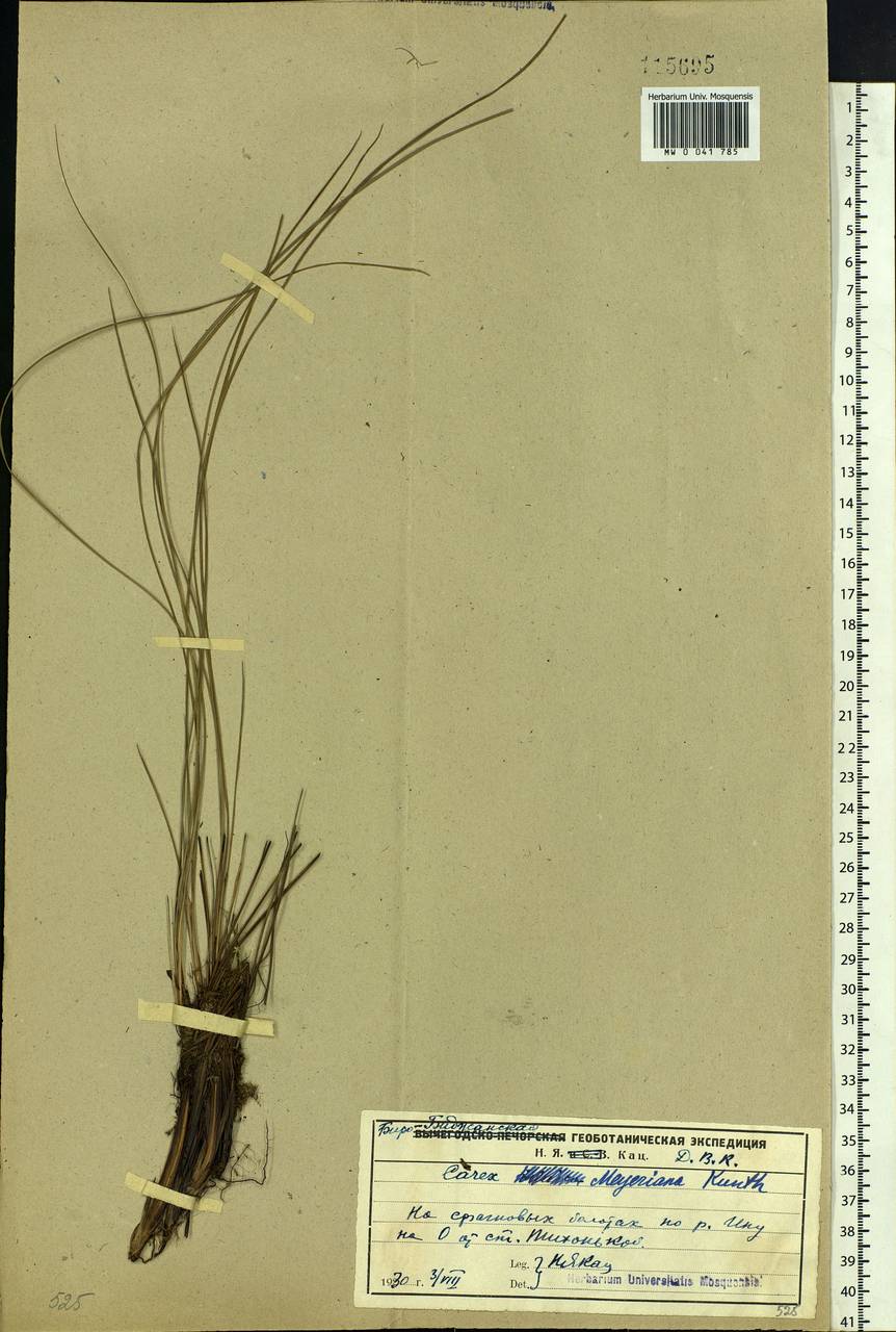 Carex meyeriana Kunth, Siberia, Russian Far East (S6) (Russia)