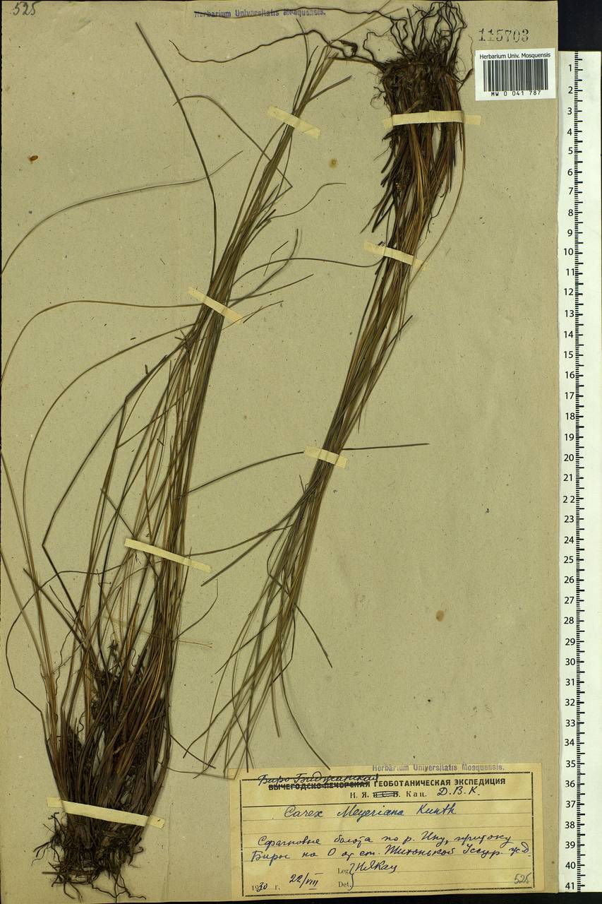 Carex meyeriana Kunth, Siberia, Russian Far East (S6) (Russia)