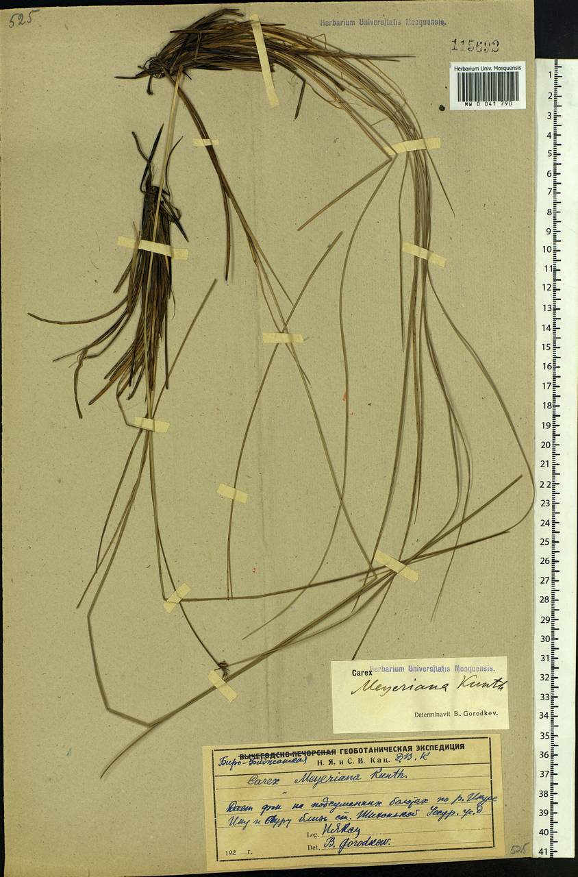 Carex meyeriana Kunth, Siberia, Russian Far East (S6) (Russia)