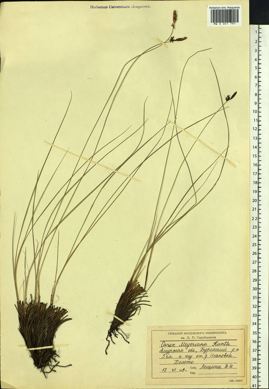 Carex meyeriana Kunth, Siberia, Russian Far East (S6) (Russia)