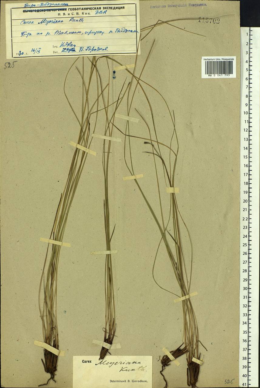 Carex meyeriana Kunth, Siberia, Russian Far East (S6) (Russia)