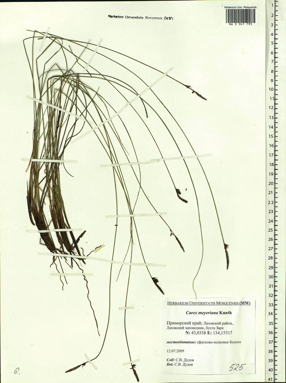 Carex meyeriana Kunth, Siberia, Russian Far East (S6) (Russia)