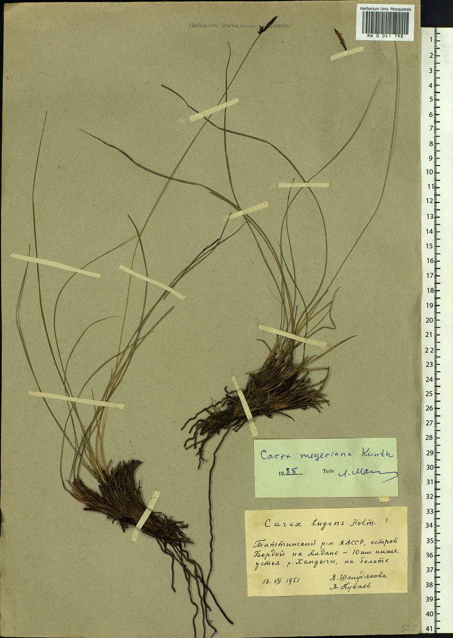 Carex meyeriana Kunth, Siberia, Yakutia (S5) (Russia)