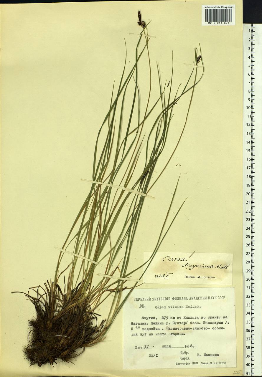 Carex meyeriana Kunth, Siberia, Yakutia (S5) (Russia)