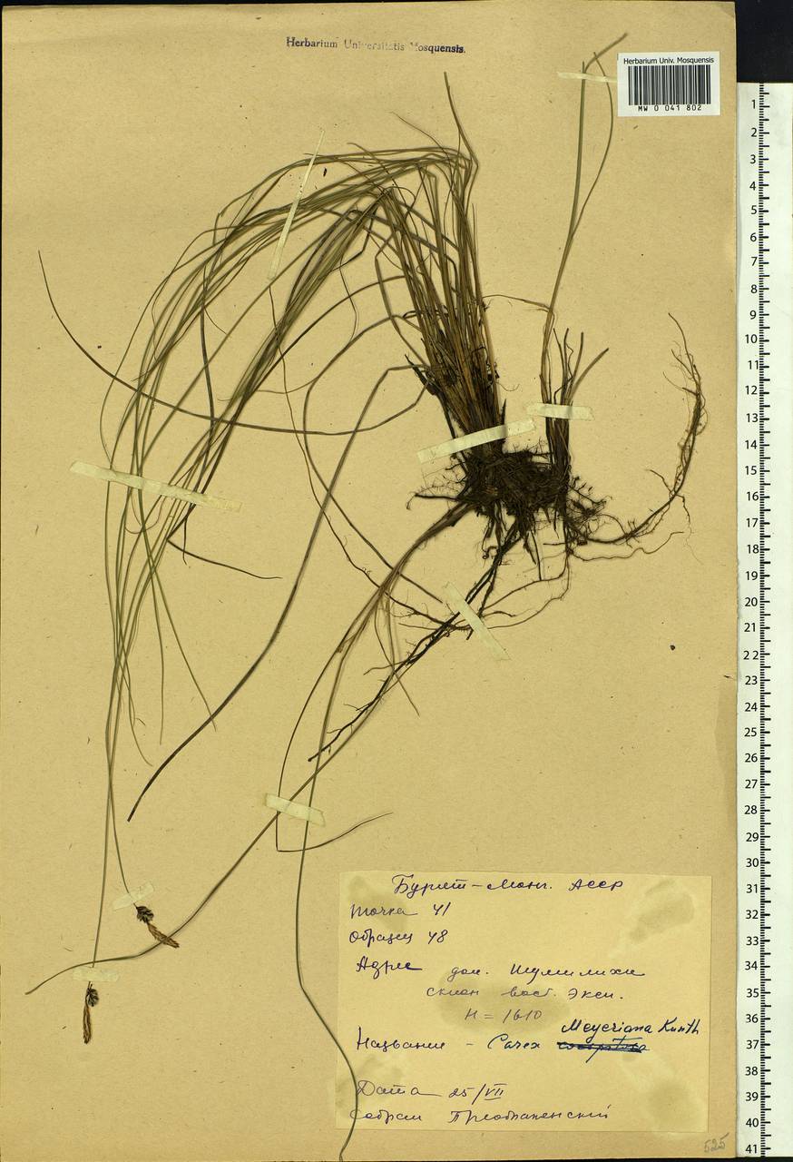 Carex meyeriana Kunth, Siberia, Baikal & Transbaikal region (S4) (Russia)
