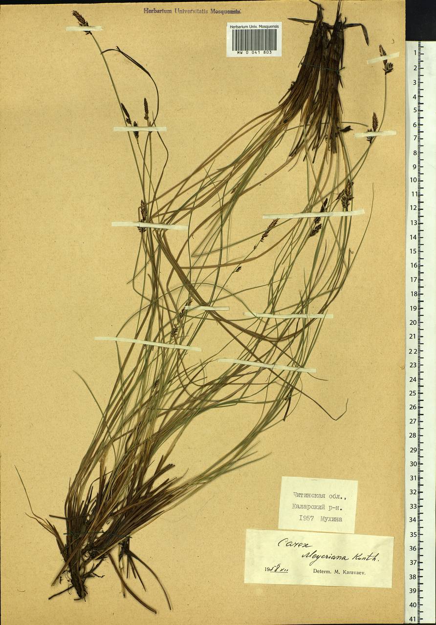 Carex meyeriana Kunth, Siberia, Baikal & Transbaikal region (S4) (Russia)