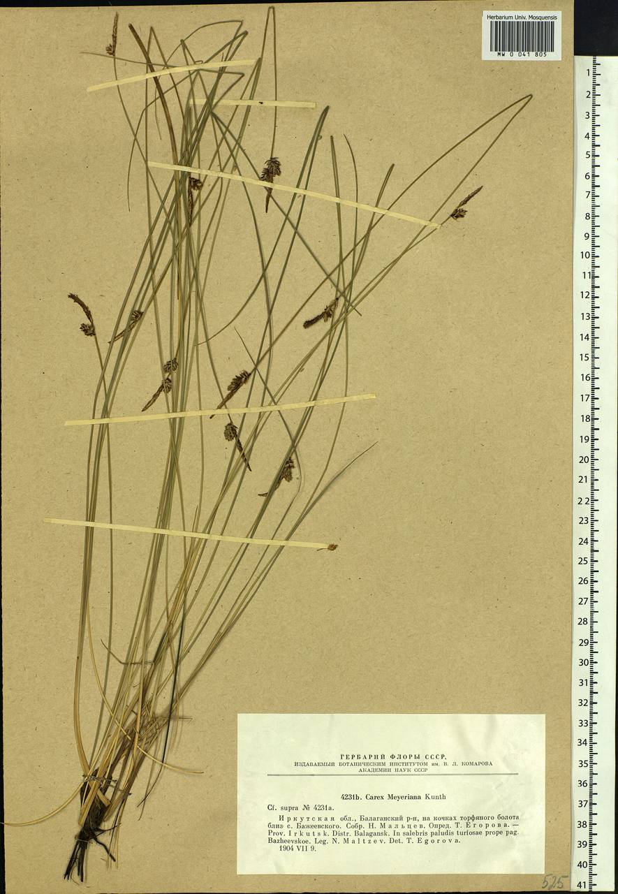Carex meyeriana Kunth, Siberia, Baikal & Transbaikal region (S4) (Russia)