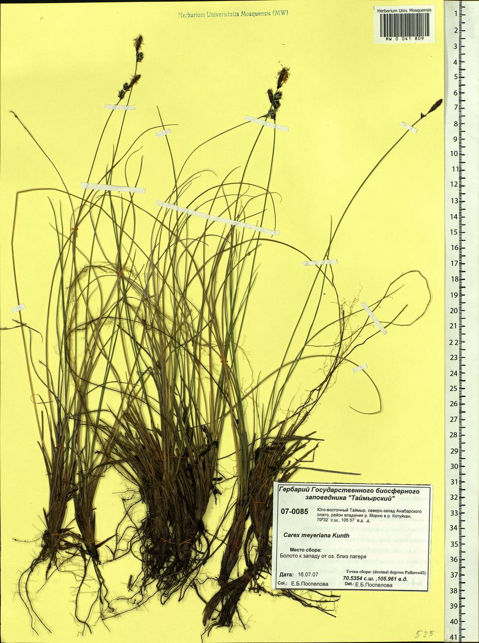Carex meyeriana Kunth, Siberia, Central Siberia (S3) (Russia)
