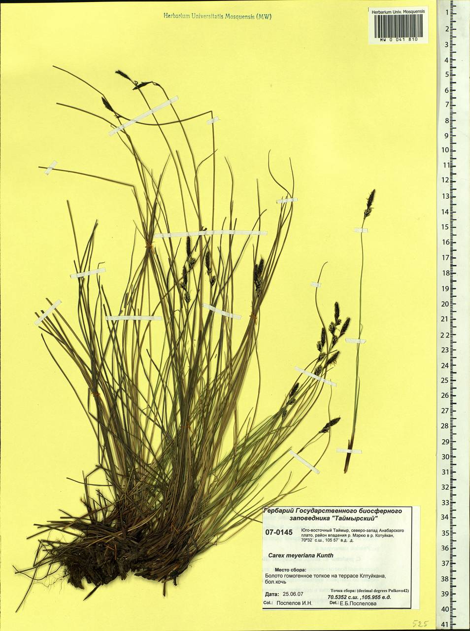 Carex meyeriana Kunth, Siberia, Central Siberia (S3) (Russia)