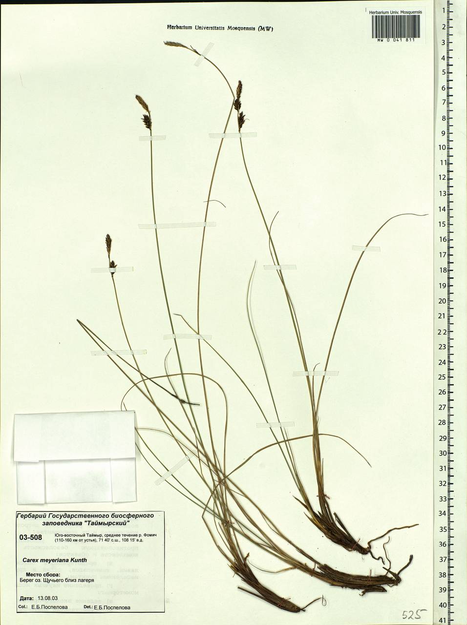 Carex meyeriana Kunth, Siberia, Central Siberia (S3) (Russia)