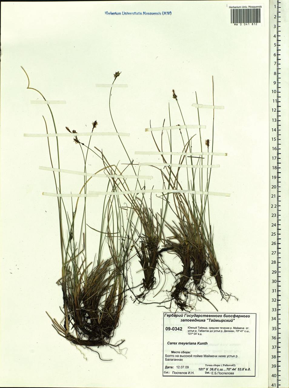 Carex meyeriana Kunth, Siberia, Central Siberia (S3) (Russia)