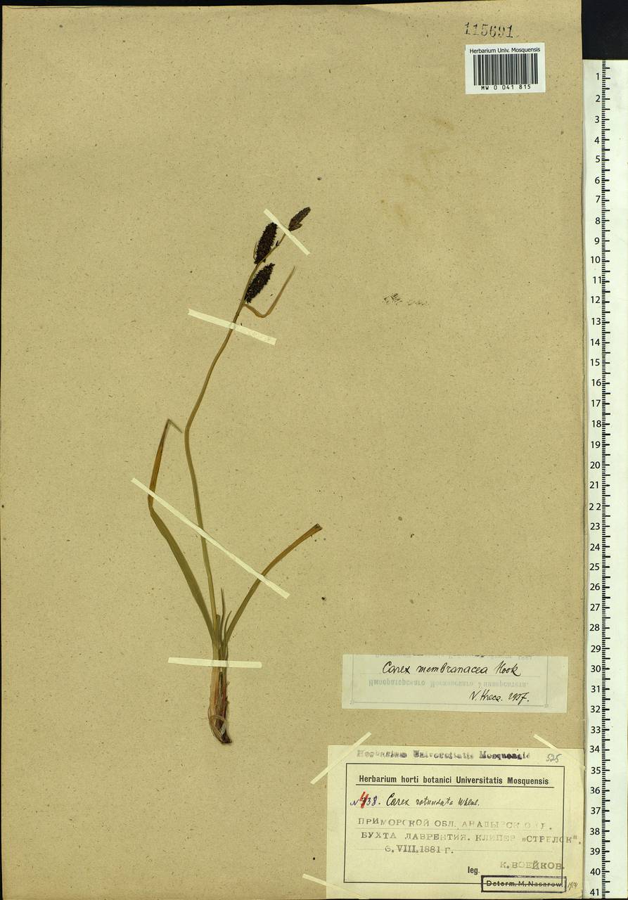 Carex membranacea Hook., Siberia, Chukotka & Kamchatka (S7) (Russia)