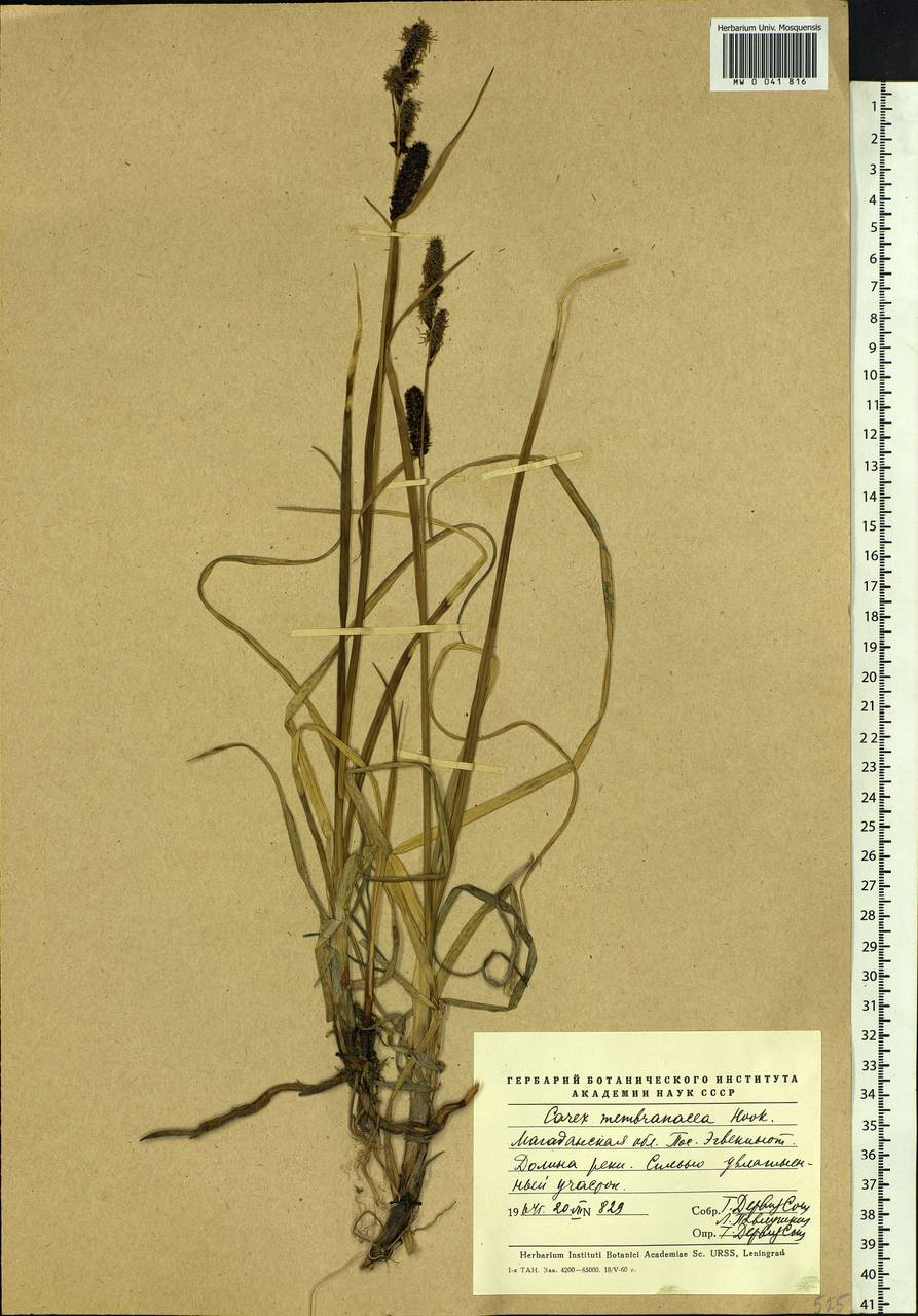 Carex membranacea Hook., Siberia, Chukotka & Kamchatka (S7) (Russia)