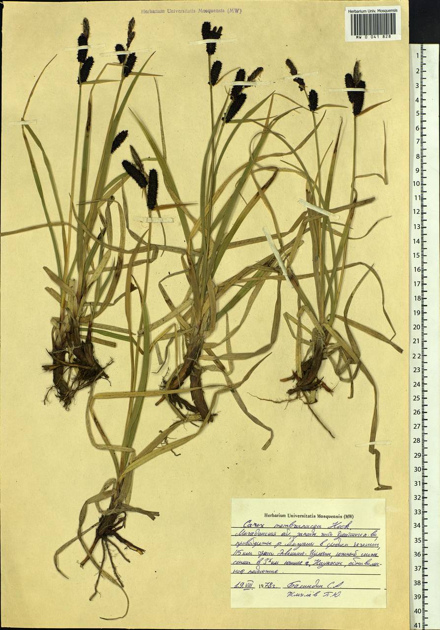 Carex membranacea Hook., Siberia, Chukotka & Kamchatka (S7) (Russia)