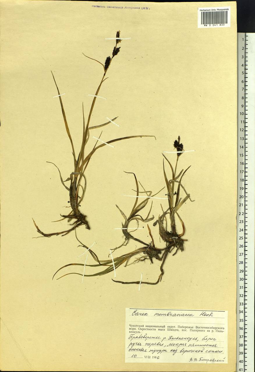 Carex membranacea Hook., Siberia, Chukotka & Kamchatka (S7) (Russia)