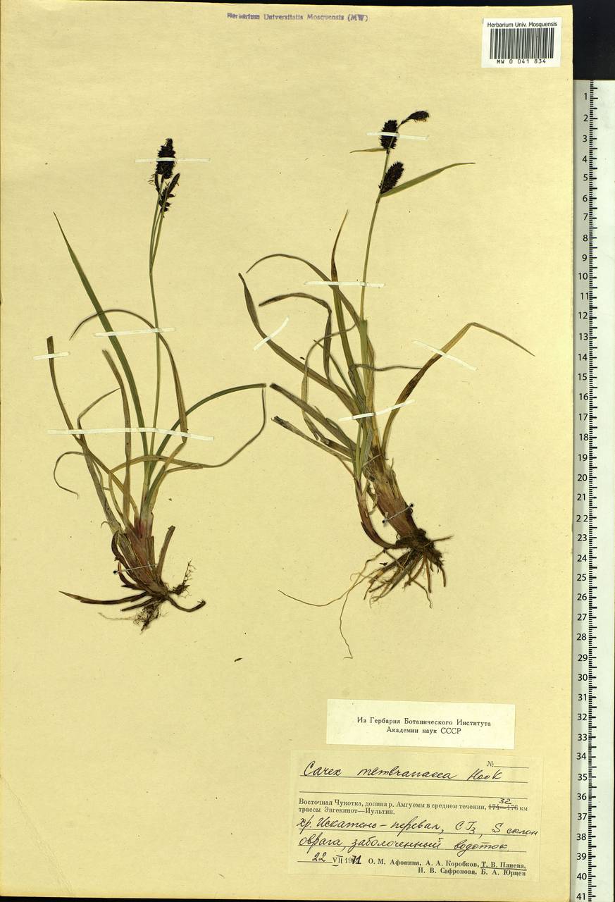 Carex membranacea Hook., Siberia, Chukotka & Kamchatka (S7) (Russia)