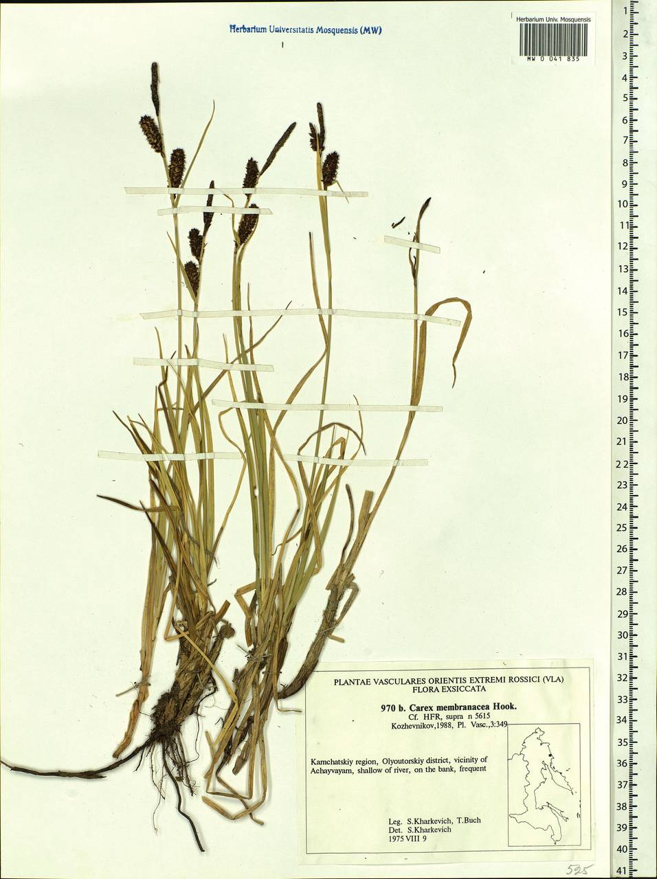 Carex membranacea Hook., Siberia, Chukotka & Kamchatka (S7) (Russia)