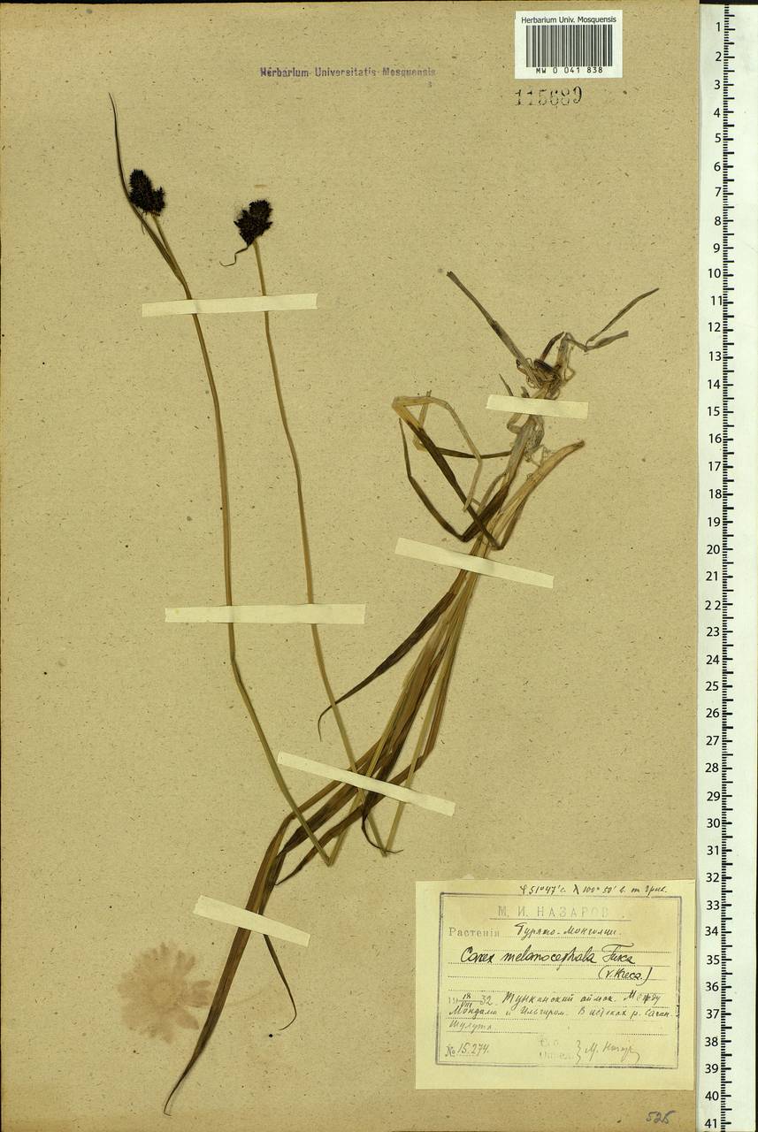 Carex melanocephala Turcz., Siberia, Baikal & Transbaikal region (S4) (Russia)