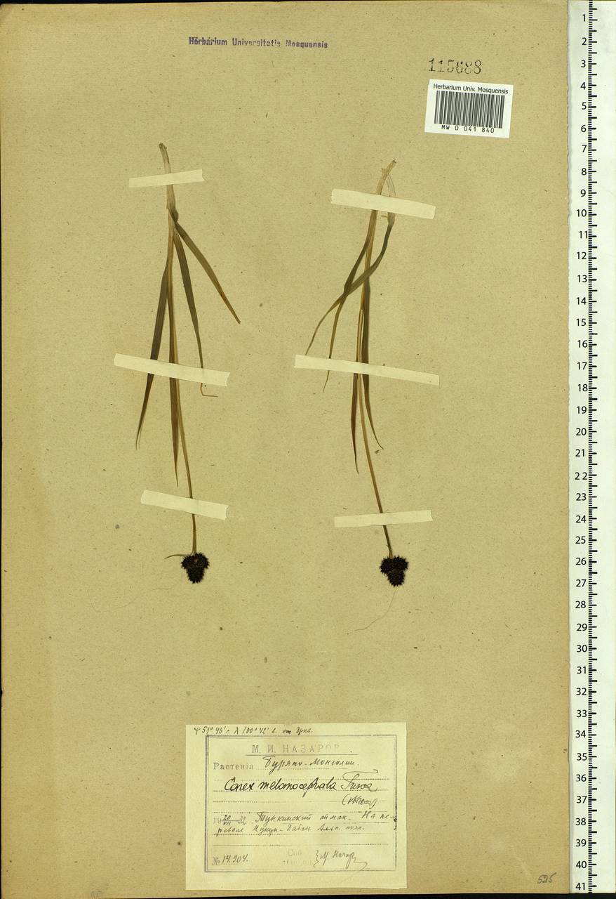 Carex melanocephala Turcz., Siberia, Baikal & Transbaikal region (S4) (Russia)