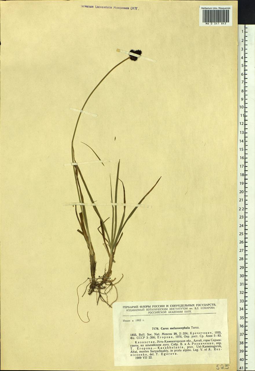 Carex melanocephala Turcz., Siberia, Western (Kazakhstan) Altai Mountains (S2a) (Kazakhstan)