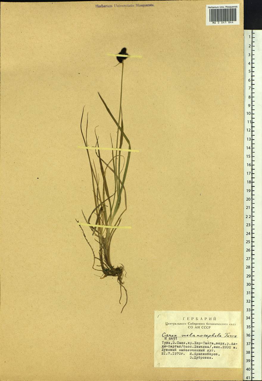 Carex melanocephala Turcz., Siberia, Altai & Sayany Mountains (S2) (Russia)