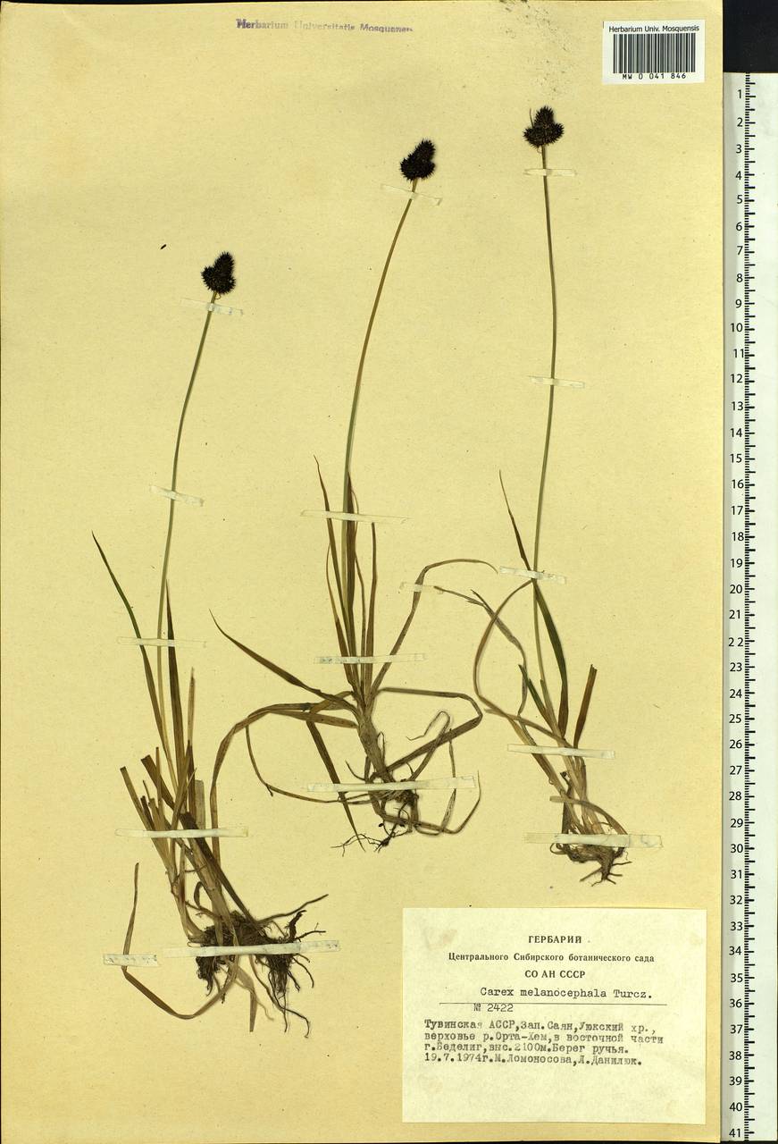 Carex melanocephala Turcz., Siberia, Altai & Sayany Mountains (S2) (Russia)