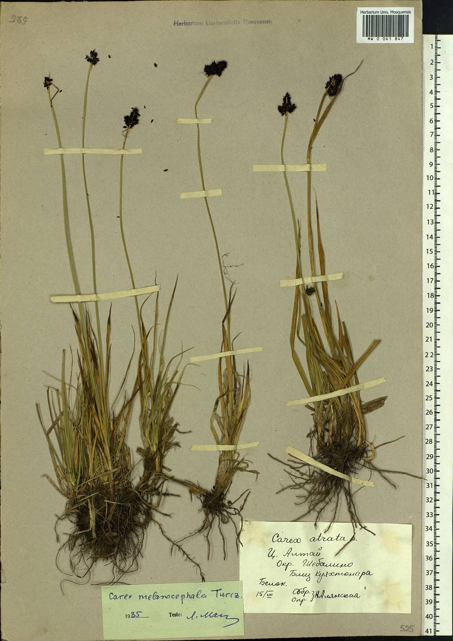 Carex melanocephala Turcz., Siberia, Altai & Sayany Mountains (S2) (Russia)
