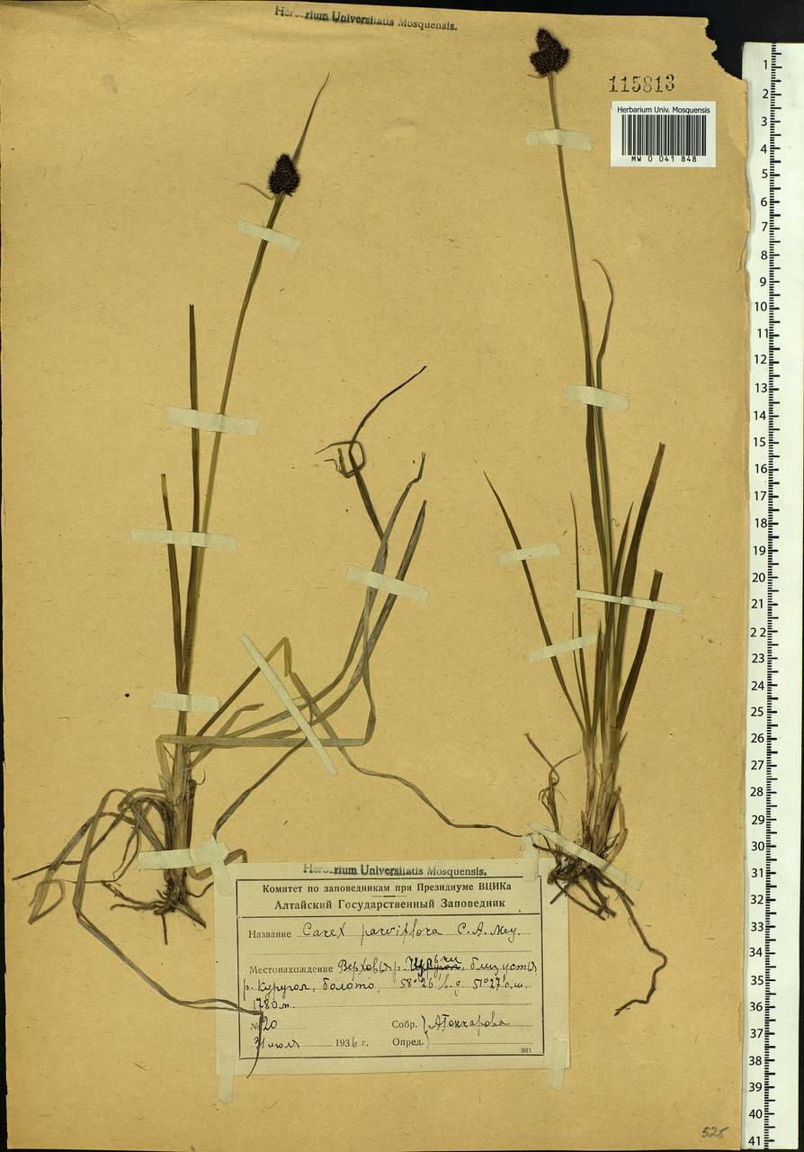 Carex melanocephala Turcz., Siberia, Altai & Sayany Mountains (S2) (Russia)