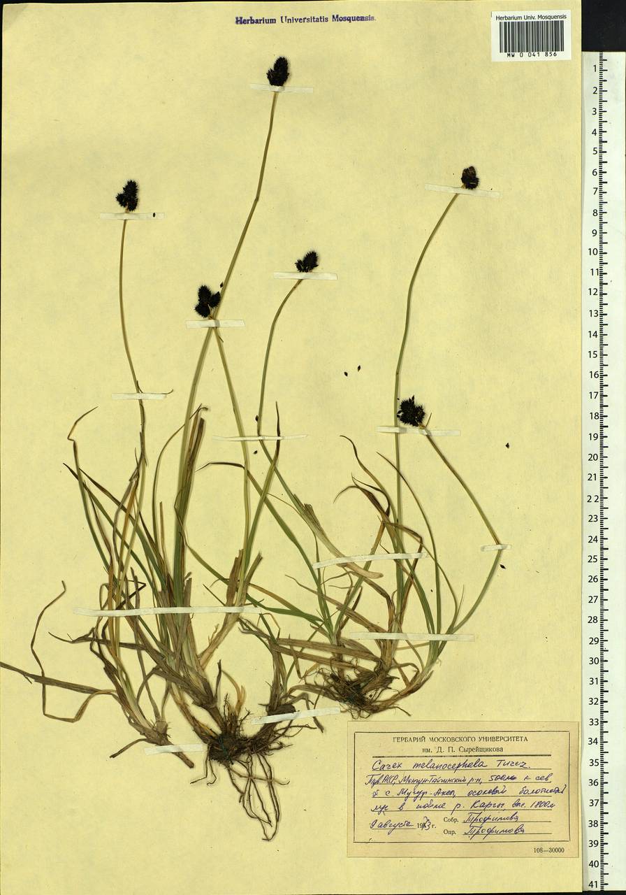 Carex melanocephala Turcz., Siberia, Altai & Sayany Mountains (S2) (Russia)
