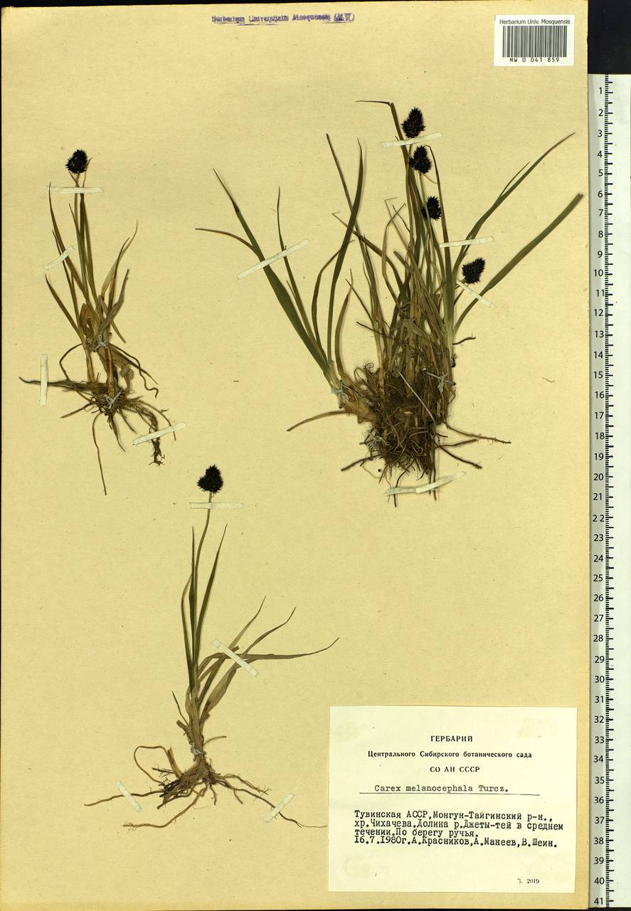 Carex melanocephala Turcz., Siberia, Altai & Sayany Mountains (S2) (Russia)