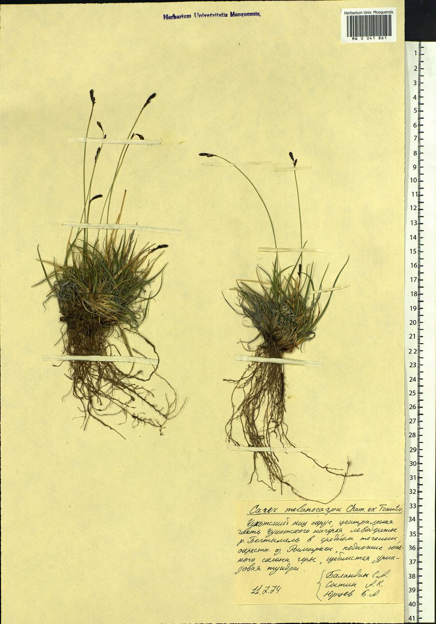 Carex melanocarpa Cham. ex Trautv., Siberia, Chukotka & Kamchatka (S7) (Russia)