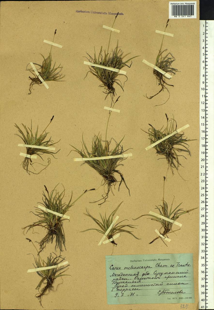 Carex melanocarpa Cham. ex Trautv., Siberia, Chukotka & Kamchatka (S7) (Russia)