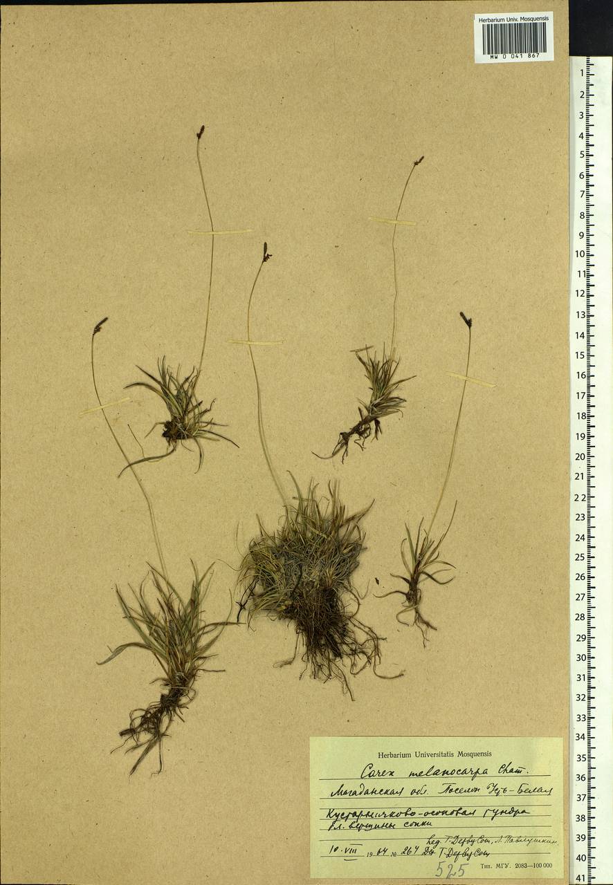 Carex melanocarpa Cham. ex Trautv., Siberia, Chukotka & Kamchatka (S7) (Russia)