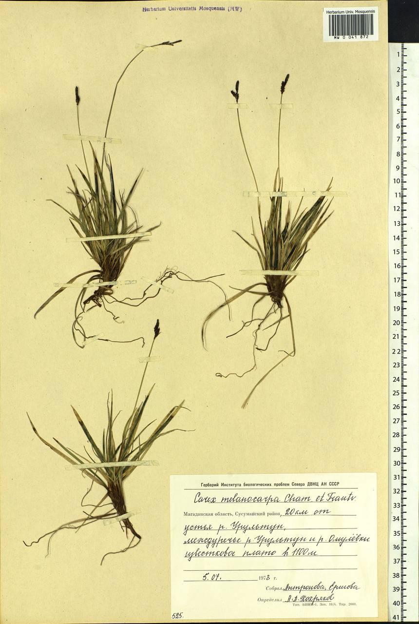 Carex melanocarpa Cham. ex Trautv., Siberia, Chukotka & Kamchatka (S7) (Russia)