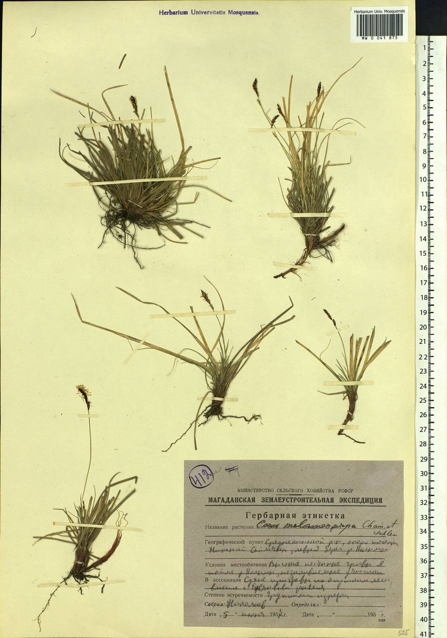 Carex melanocarpa Cham. ex Trautv., Siberia, Chukotka & Kamchatka (S7) (Russia)