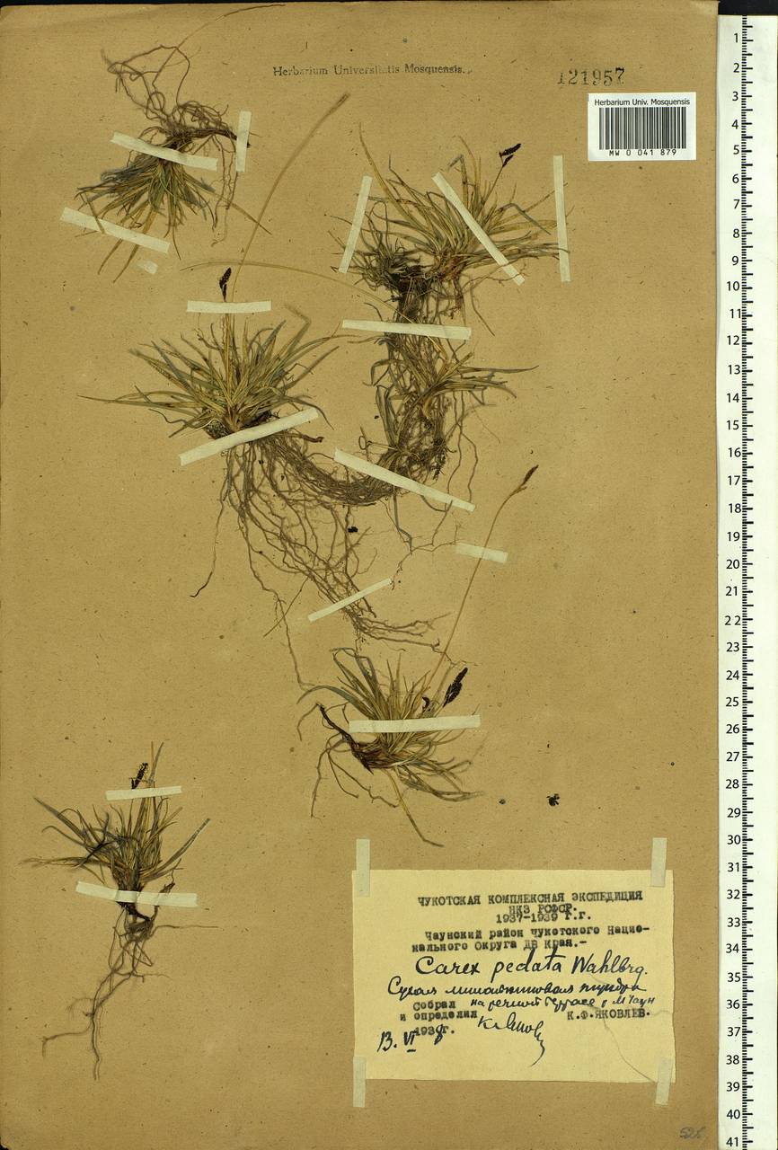 Carex melanocarpa Cham. ex Trautv., Siberia, Chukotka & Kamchatka (S7) (Russia)