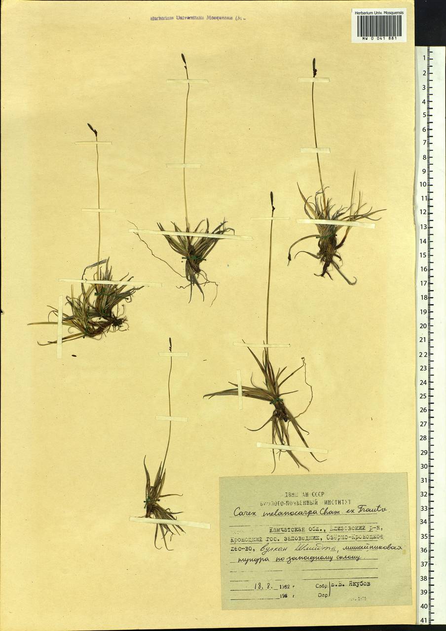 Carex melanocarpa Cham. ex Trautv., Siberia, Chukotka & Kamchatka (S7) (Russia)