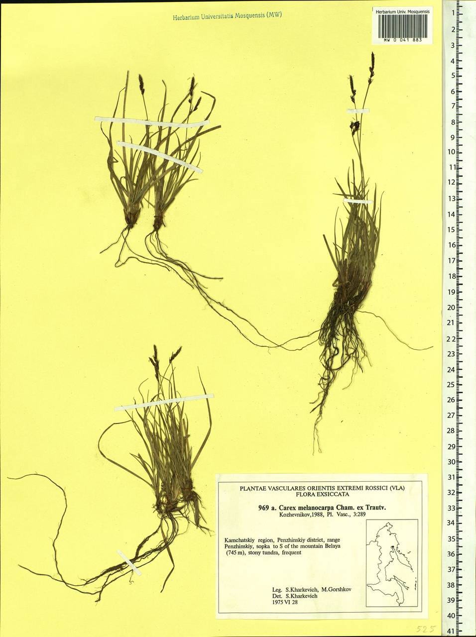 Carex melanocarpa Cham. ex Trautv., Siberia, Chukotka & Kamchatka (S7) (Russia)