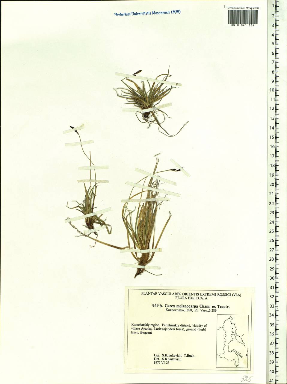 Carex melanocarpa Cham. ex Trautv., Siberia, Chukotka & Kamchatka (S7) (Russia)