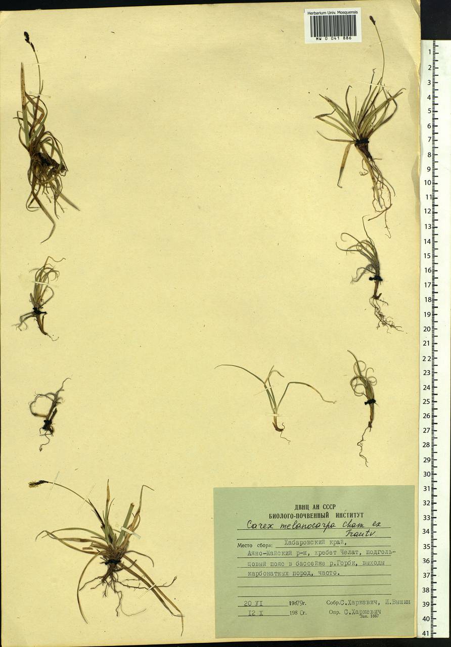 Carex melanocarpa Cham. ex Trautv., Siberia, Russian Far East (S6) (Russia)