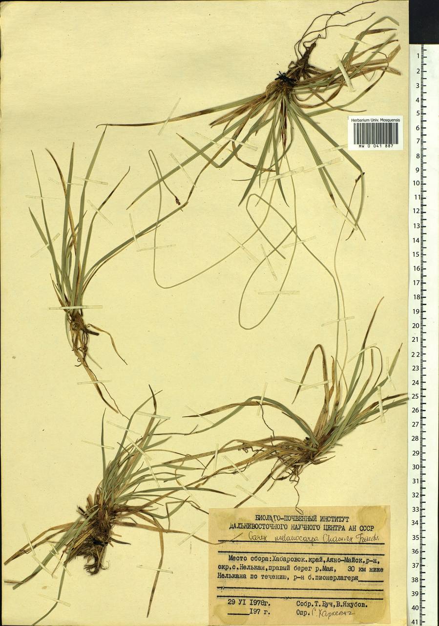 Carex melanocarpa Cham. ex Trautv., Siberia, Russian Far East (S6) (Russia)