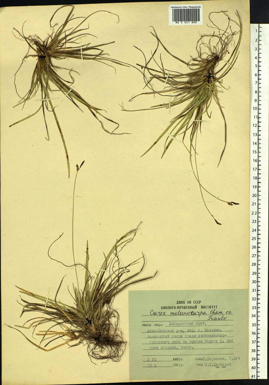 Carex melanocarpa Cham. ex Trautv., Siberia, Russian Far East (S6) (Russia)