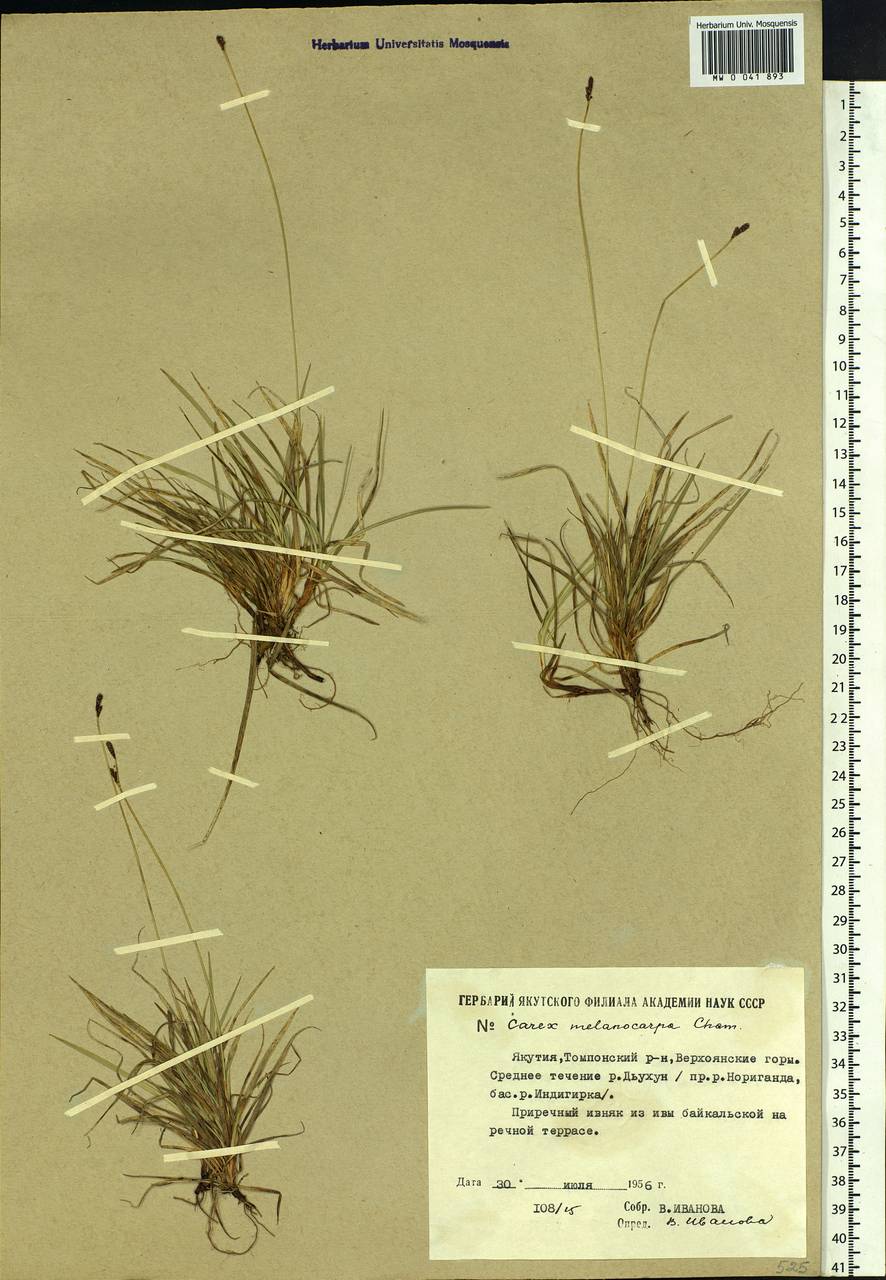 Carex melanocarpa Cham. ex Trautv., Siberia, Yakutia (S5) (Russia)