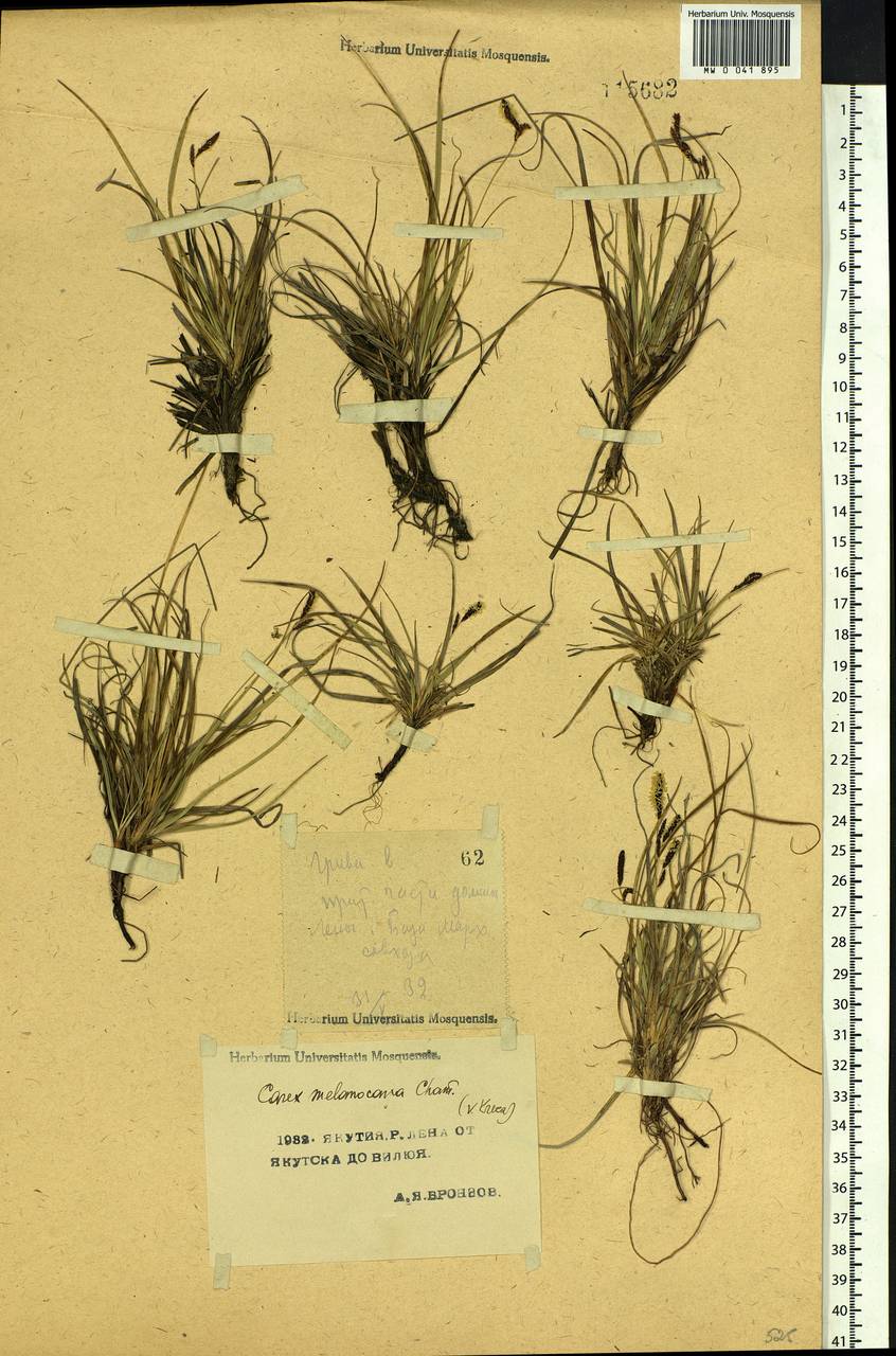 Carex melanocarpa Cham. ex Trautv., Siberia, Yakutia (S5) (Russia)