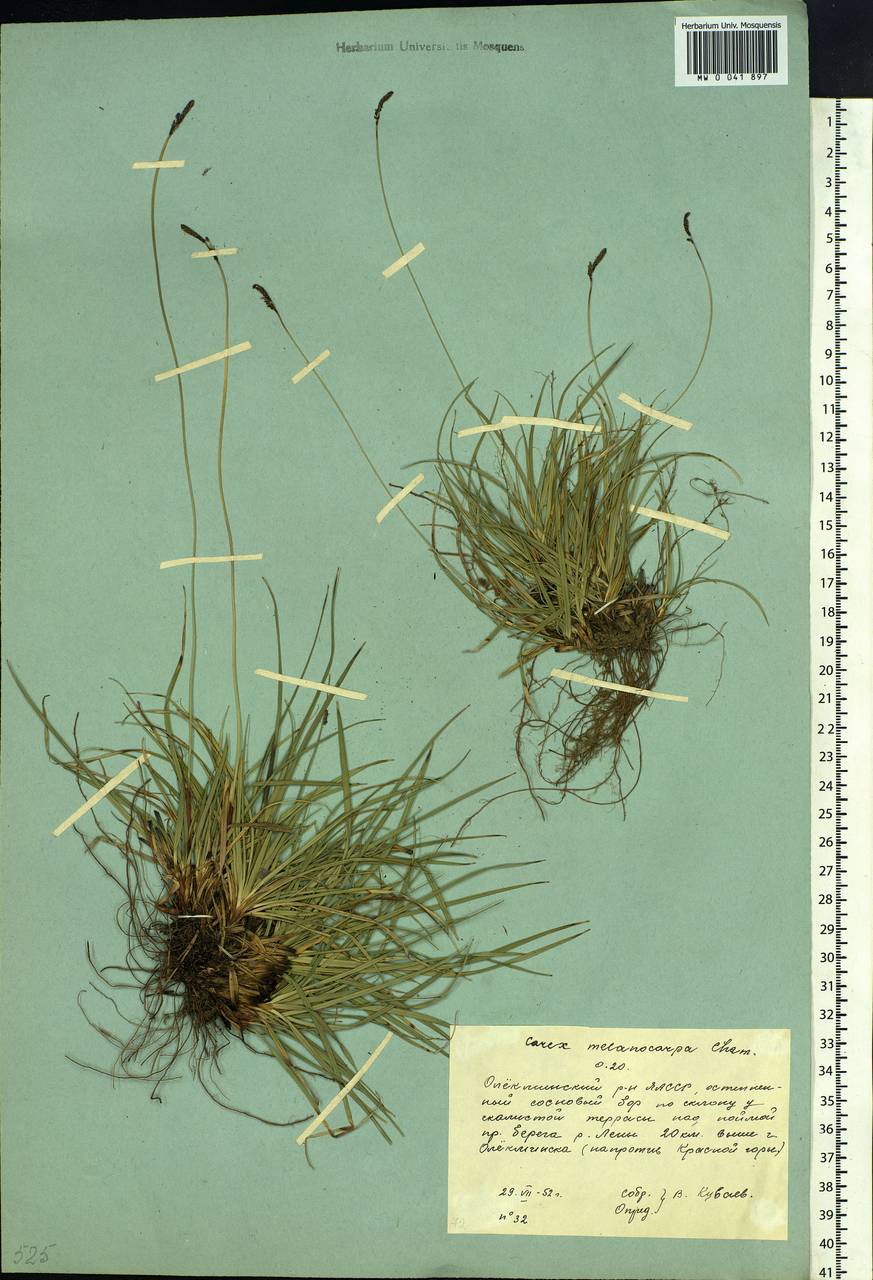 Carex melanocarpa Cham. ex Trautv., Siberia, Yakutia (S5) (Russia)