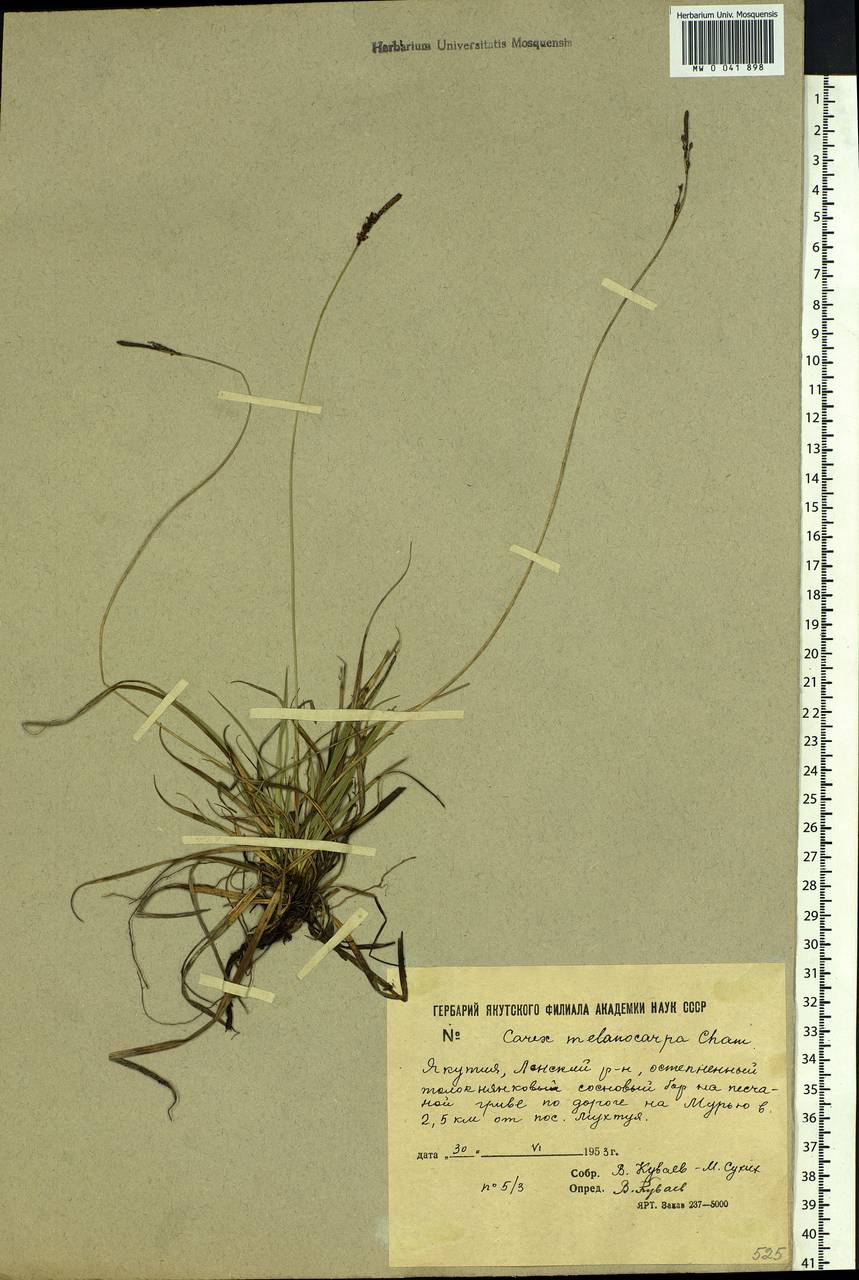 Carex melanocarpa Cham. ex Trautv., Siberia, Yakutia (S5) (Russia)