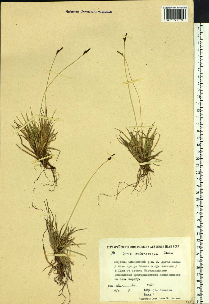 Carex melanocarpa Cham. ex Trautv., Siberia, Yakutia (S5) (Russia)
