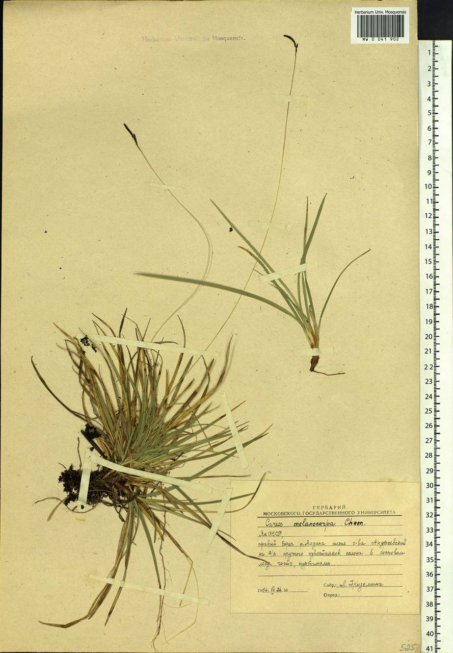 Carex melanocarpa Cham. ex Trautv., Siberia, Yakutia (S5) (Russia)