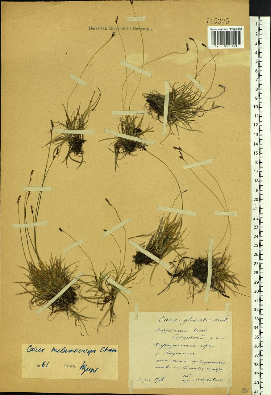 Carex melanocarpa Cham. ex Trautv., Siberia, Yakutia (S5) (Russia)